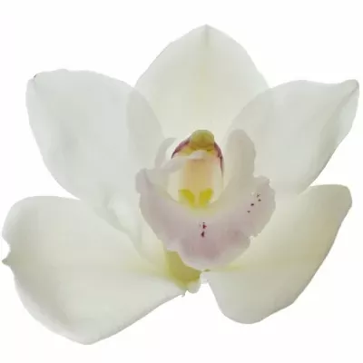 Orchidej T KILIMANJARO 50cm