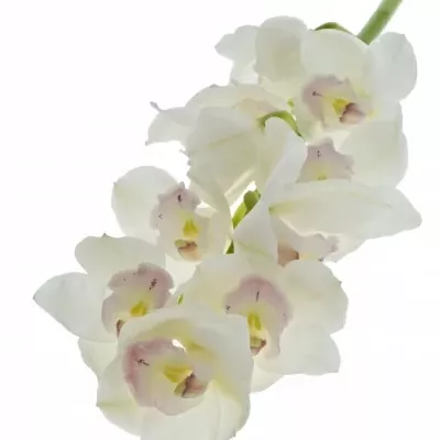 Orchidej T KILIMANJARO 50cm