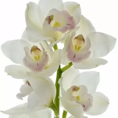 Orchidej T KILIMANJARO 50cm