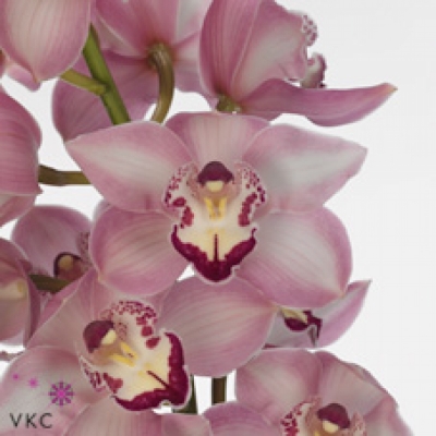 Orchidej T KIWI MAGIC SAMANTHA