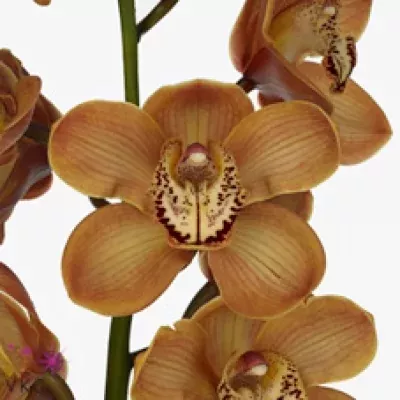 Orchidej T LA VIE ROBINA 50cm