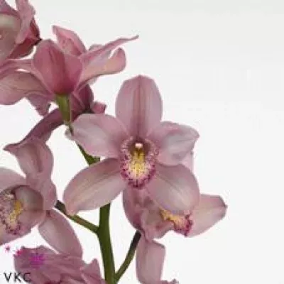 Orchidea T LADY PINK