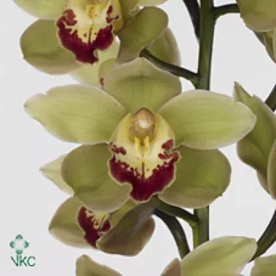 Orchidea T MACHTELD