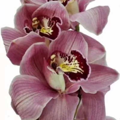 Orchidej T MAUFANT 50cm