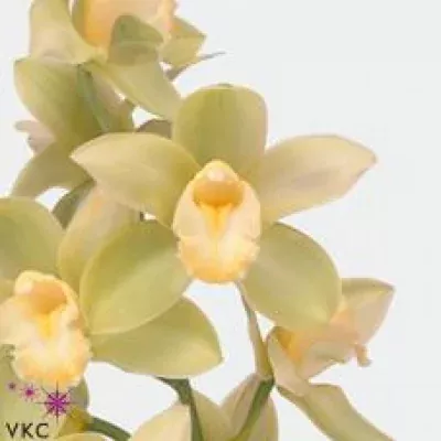 Orchidej T MINT ICE 60cm
