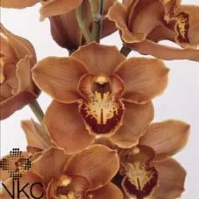 Orchidej T MRS BRITNEY