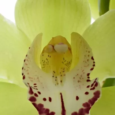 Orchidej T MRS ELISE 50cm