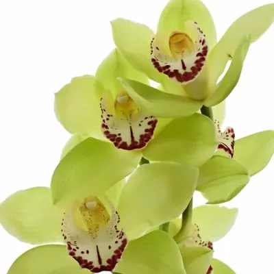 Orchidej T MRS ELISE 50cm