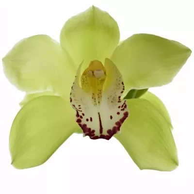 Orchidej T MRS. ELISE 50cm