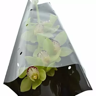 Orchidej T MRS ELISE 50cm