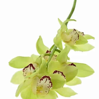 Orchidej T MRS ELISE 50cm
