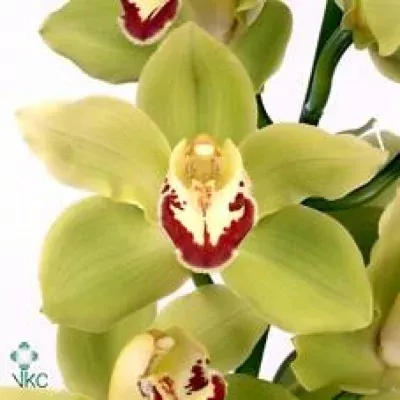 Orchidej T MRS. GABRIELLA 60cm