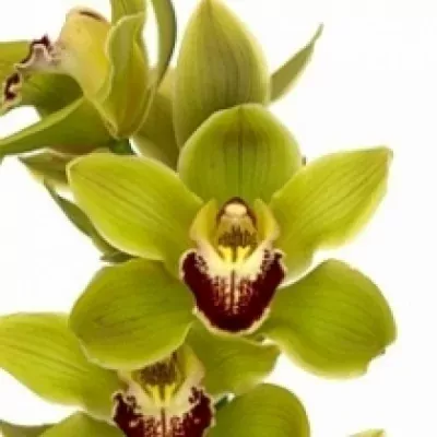 Orchidej T MRS MAXIMA 50cm