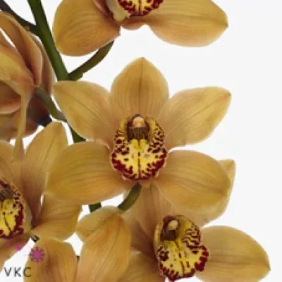 Orchidea T MRS. Oprah