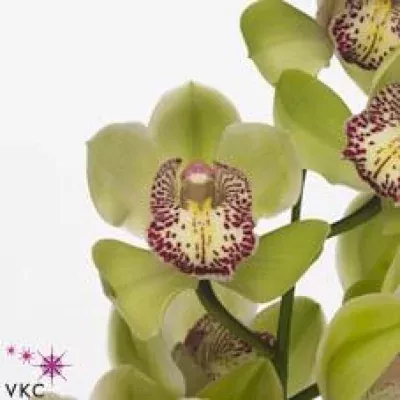 Orchidej T MYSTERY GREEN LIGHT 80cm