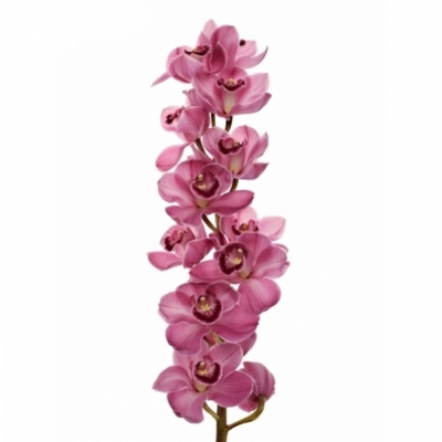 Orchidej T MYSTERY PINK BLOSSOM
