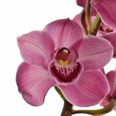 Orchidej T MYSTERY PINK BLOSSOM 80cm