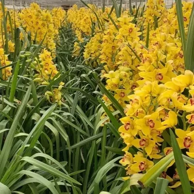 Orchidej T NEVADA 60cm