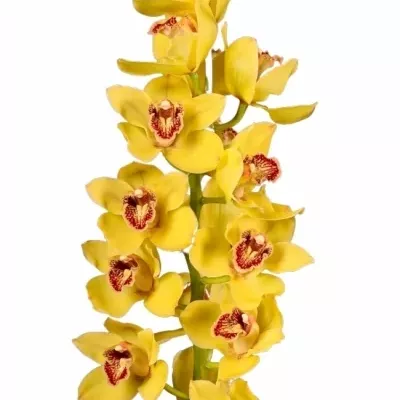 Orchidea T NEVADA 60cm