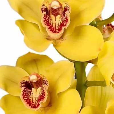 Orchidea T NEVADA 60cm