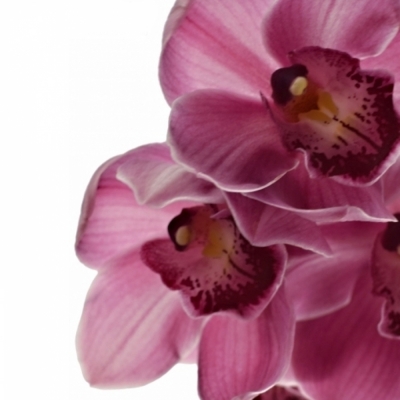 Orchidej T NIKITA