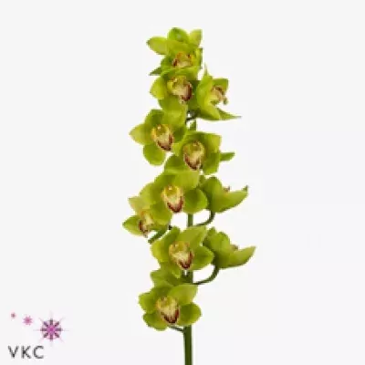 Orchidej T NOAH 100cm