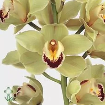 Orchidej T PIEDMONT