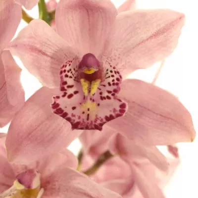 Orchidej T PINK BRILJANT