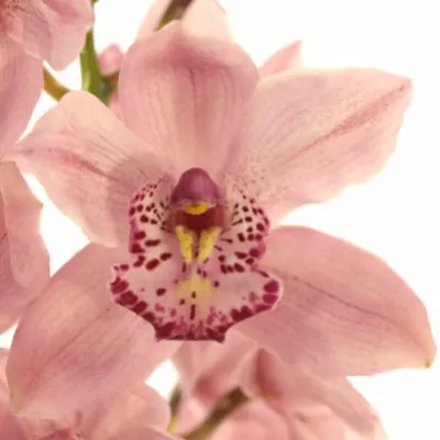Orchidej T PINK BRILJANT