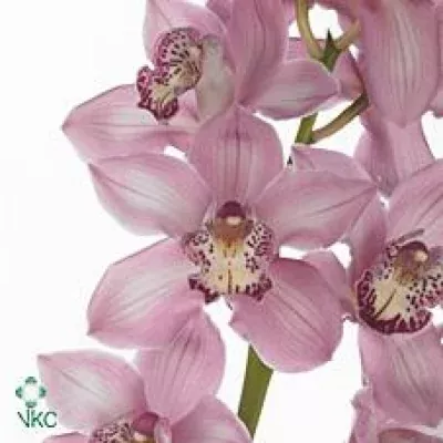 Orchidej T PINK FLOYD 60cm