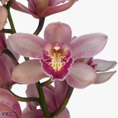 Orchidea T PINK Pueblos