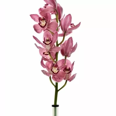 Orchidej T POWER 80cm