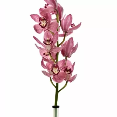 Orchidea T POWER 80cm