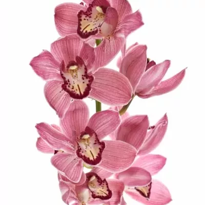 Orchidea T POWER 80cm