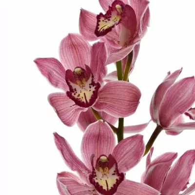 Orchidej T POWER 80cm