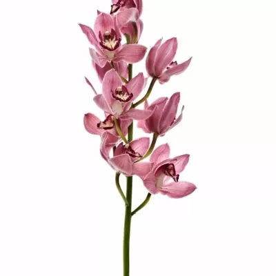 Orchidea T POWER 80cm