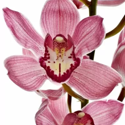 Orchidea T POWER 80cm