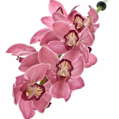 Orchidea T POWER 80cm