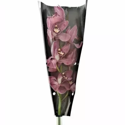 Orchidea T POWER 80cm