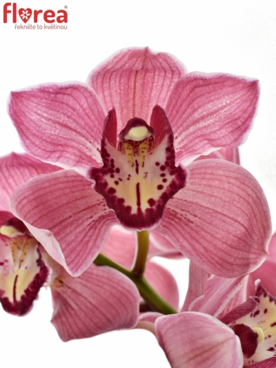 Orchidea T POWER 60cm