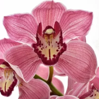 Orchidea T POWER 80cm