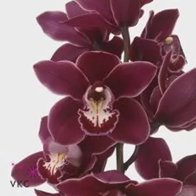 Orchidej T RED VELVET HENRIETTE 50cm