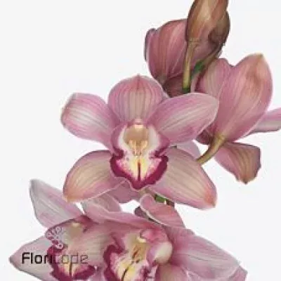 Orchidej T ROSE BEAUTY MARTINE