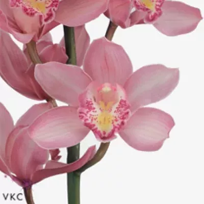 Orchidea T ROSSITA VECTRA