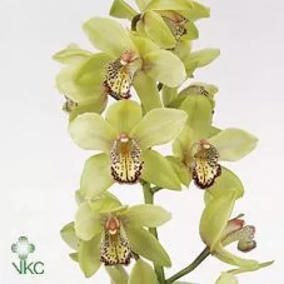 Orchidej T SAFFIER 60cm
