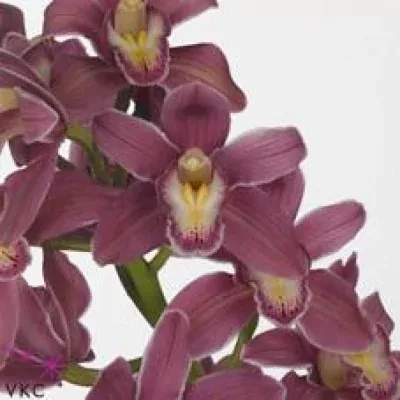 Orchidej T SEASONS END PINKO 80cm