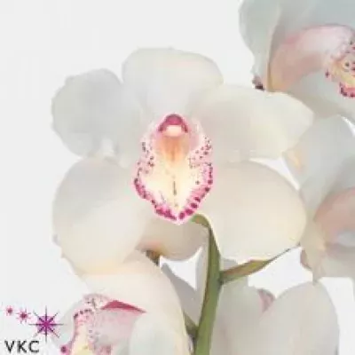 Orchidej T SNOWBIRD