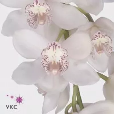 Orchidej T SNOWSPRITE 50cm