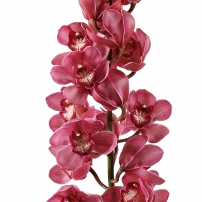 Orchidej T T MONICA