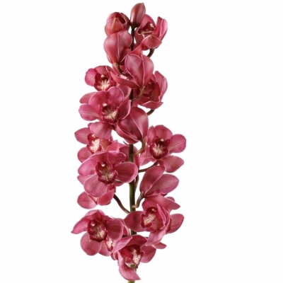 Orchidej T T MONICA